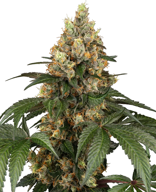 Chocolate Rainbow Xxl (Sensi Seeds) Feminisiert