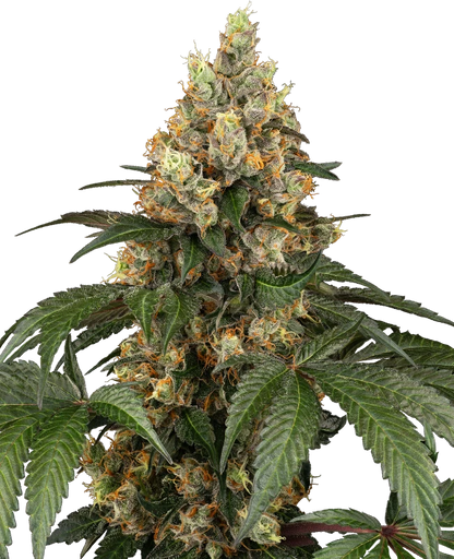 Chocolate Rainbow Xxl (Sensi Seeds) Feminisiert