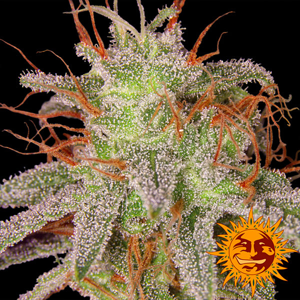 Amnesia Lemon (Barney's Farm) Feminisiert