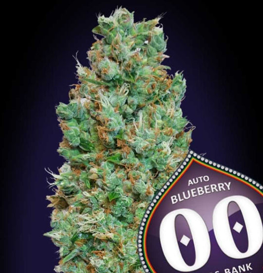 Kompakte Auto Blueberry Blüte mit harzigen, grünen Buds und orangefarbenen Stigmen, gezüchtet von 00 Seeds.