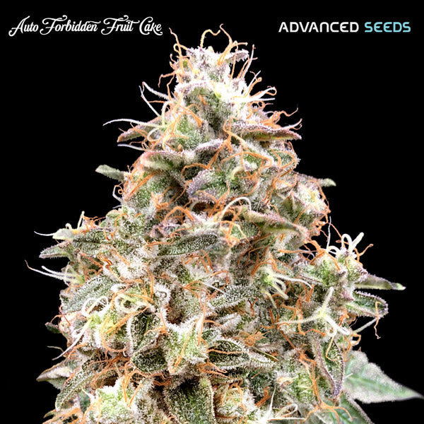 Auto Forbidden Fruit Cake (Advanced Seeds) Feminisiert