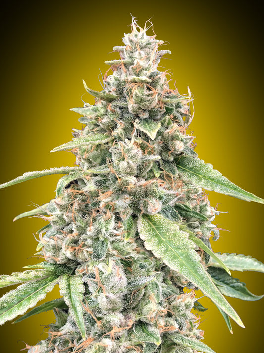 Auto Lemon OG (00 Seeds) Feminisiert