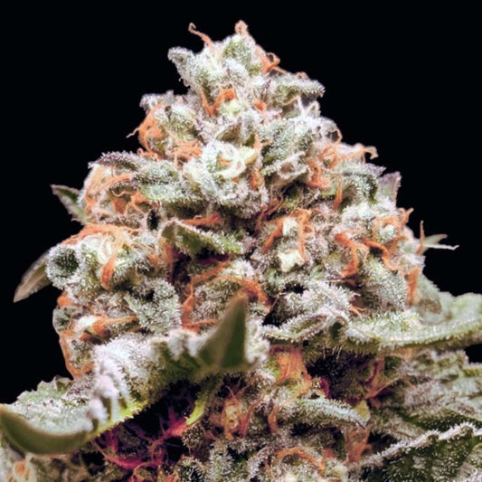 Auto Rainbow Mints Blüte mit frostigen Kristallen, dichten grünen Buds und auffälligen orangefarbenen Härchen.