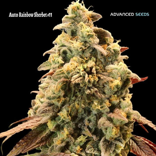 Harzige Auto Rainbow Sherbet #11 Blüte mit dichtem Budaufbau, violetten Zuckerblättern und leuchtend orangefarbenen Stigmen.