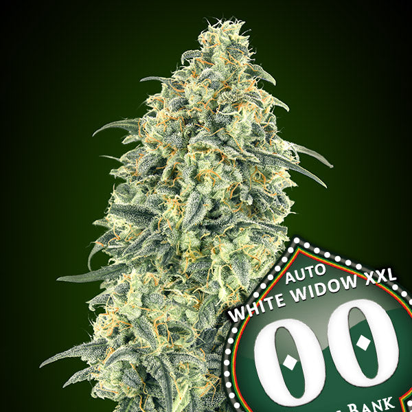 Auto White Widow Xxl (00 Seeds) Feminisiert