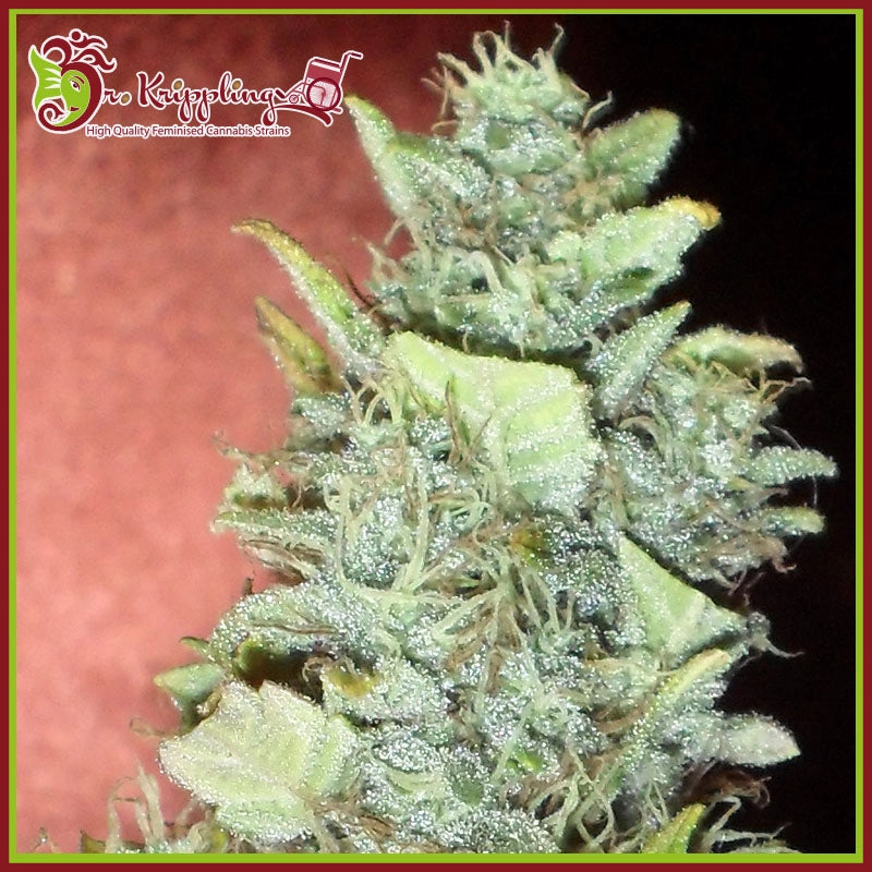 Bubba Gum Auto (Dr. Krippling Seeds) Feminisiert