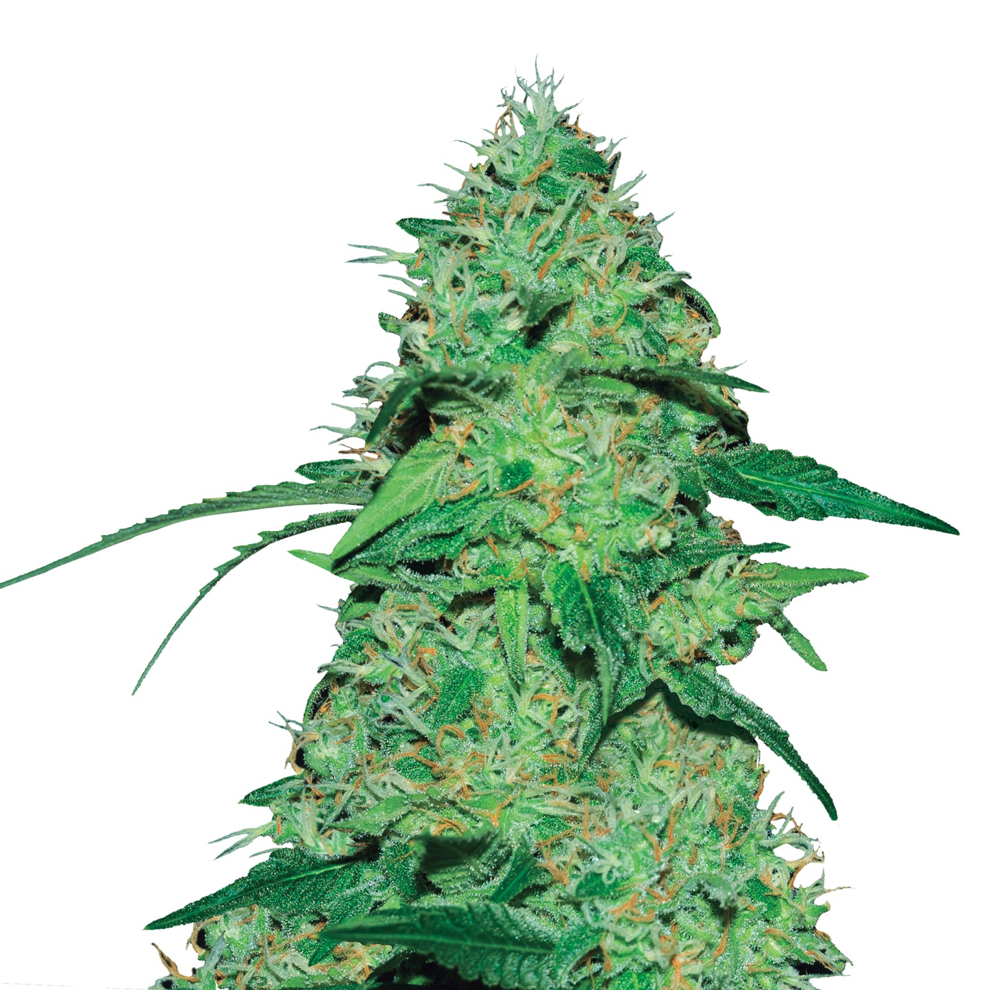 Joanne's CBD (Royal Queen Seeds) Feminisiert