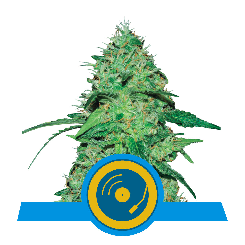 Joanne's CBD (Royal Queen Seeds) Feminisiert