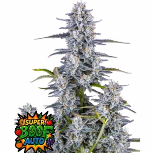 Super Boof Auto (FastBuds Seeds) feminisiert