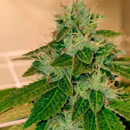 Original Cheese (Big Buddha Seeds) Feminisiert