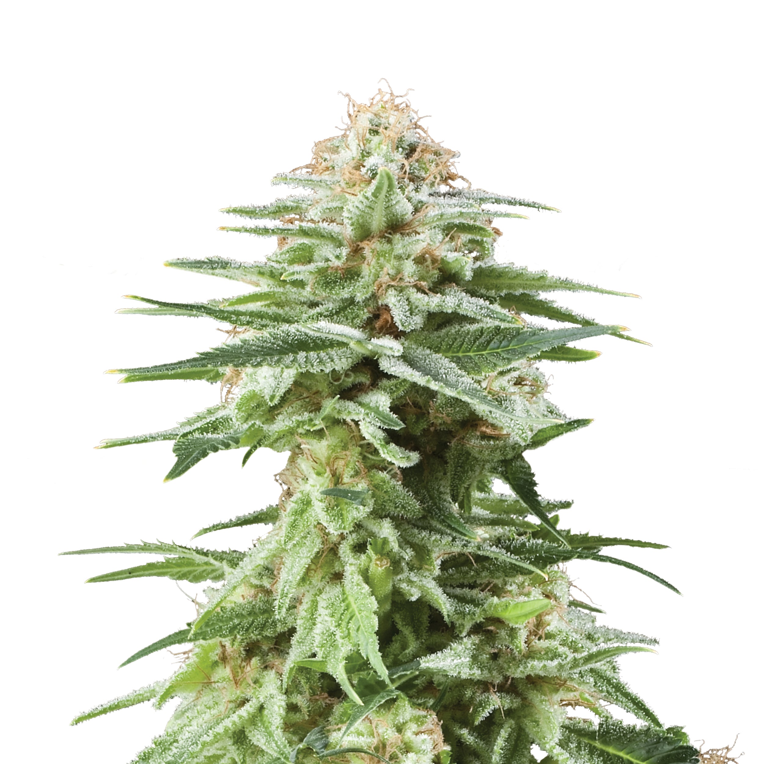 White Widow (Royal Queen Seeds) Feminisiert