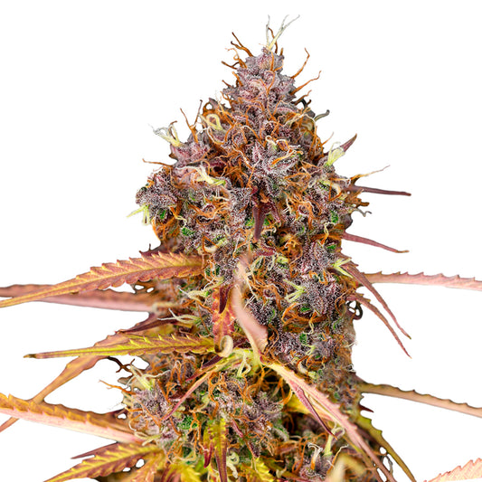 GRANDDADDY PURPLE AUTOMATIC (ROYAL QUEEN SEEDS) FEMINISIERT