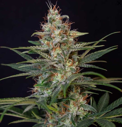 Reife Shogun-Pflanze mit dichten Buds, orangenen Blütenhaaren und üppigem grünen Laub vor dunklem Hintergrund