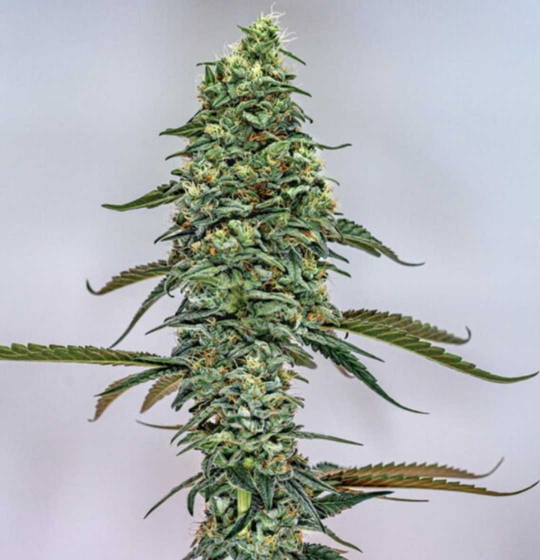Aufrecht wachsende Tropicana Cookies Purple mit langen Buds und kristalliner Harzschicht unter Studiolicht