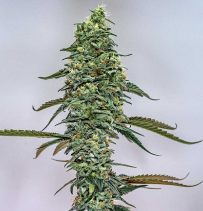 Aufrecht wachsende Tropicana Cookies Purple mit langen Buds und kristalliner Harzschicht unter Studiolicht