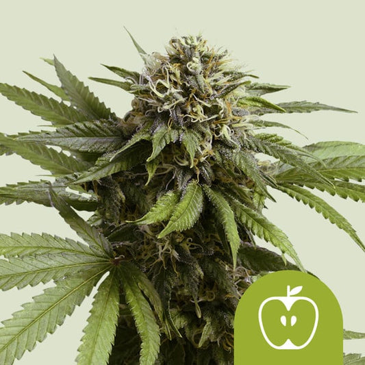 Auto Apple Fritter (Royal Queen Seeds) Feminisiert