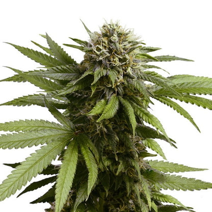 Auto Apple Fritter (Royal Queen Seeds) Feminisiert