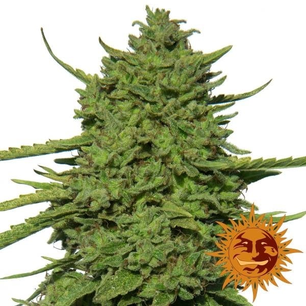 Amnesia Lemon (Barney's Farm) Feminisiert