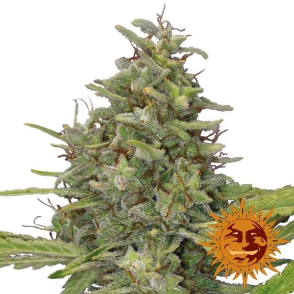 G13 Haze (Barney's Farm) Feminisiert