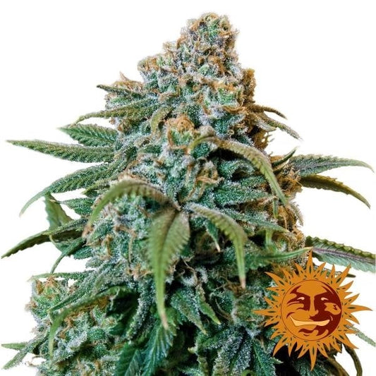 Liberty Haze (Barney's Farm) Feminisiert