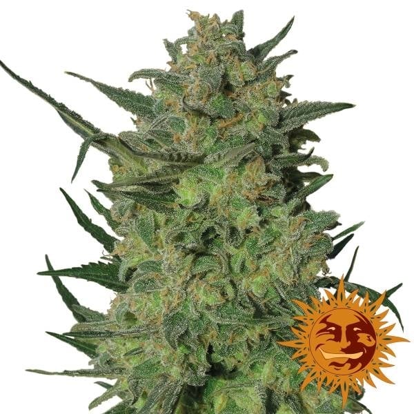 Lsd (Barney's Farm) Feminisiert