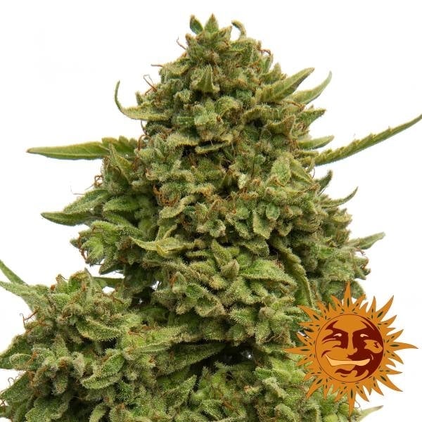 Pineapple Chunk (Barney's Farm) Feminisiert