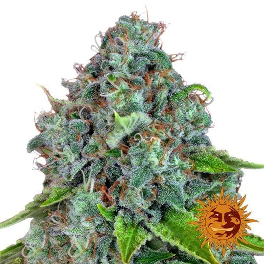 Strawberry Lemonade (Barney's Farm) Feminisiert