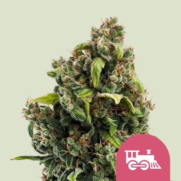 Candy Kush (Royal Queen Seeds) Feminisiert - Fast Flowering