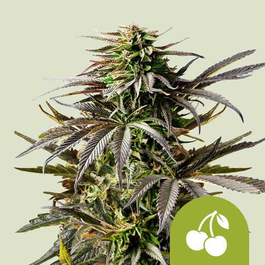 Auto Cherry Pie (Royal Queen Seeds) Feminisiert