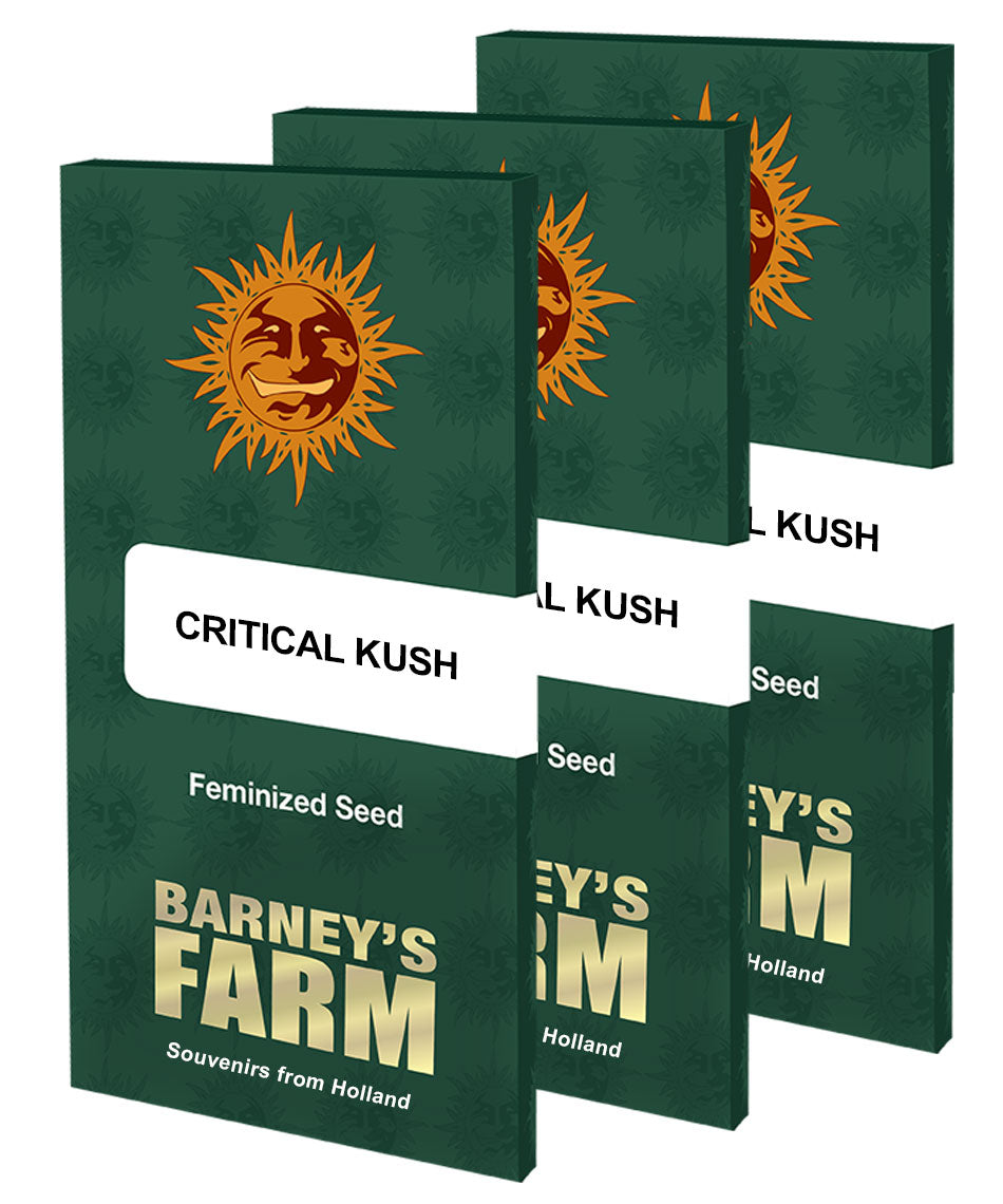 CRITICAL KUSH (BARNEY'S FARM) FEMINISIERT