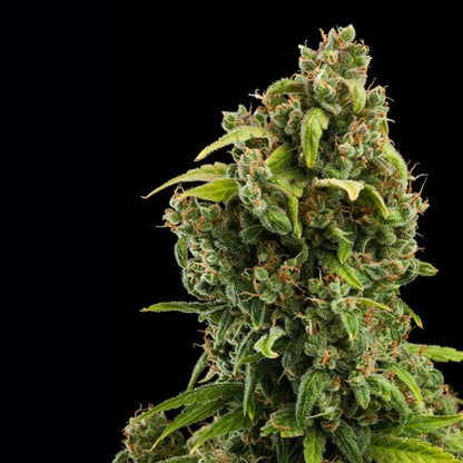 Auto Diesel (Royal Queen Seeds) Feminisiert