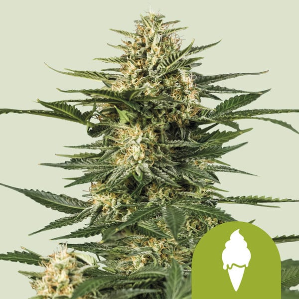 Auto Green Gelato (Royal Queen Seeds) Feminisiert