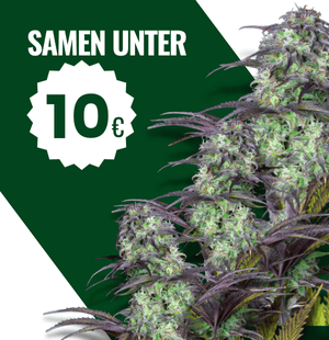 günstige-cannabis-samen-unter-10€.png__PID:61f76493-4355-4d5b-9f58-1effac98b401