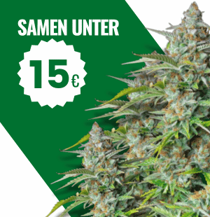 günstige-cannabis-samen-unter-15€.png__PID:f7649343-554d-4b9f-981e-ffac98b4011a