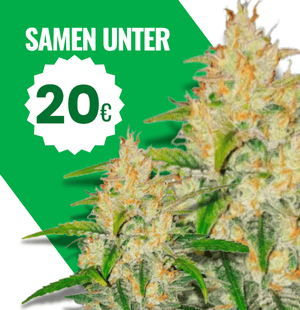 günstige-cannabis-samen-unter-20€.png__PID:64934355-4d5b-4f58-9eff-ac98b4011a96