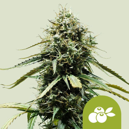 Auto Haze Berry (Royal Queen Seeds) Feminisiert