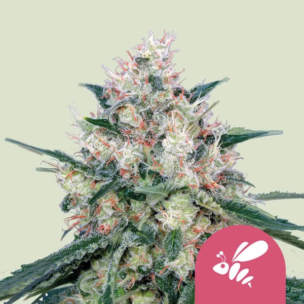 Honey Cream  (Royal Queen Seeds) Feminisiert - Fast Flowering