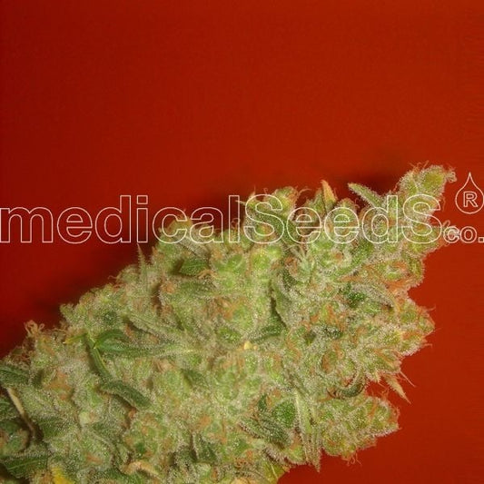 Jack La Mota (Medical Seeds) Feminisiert