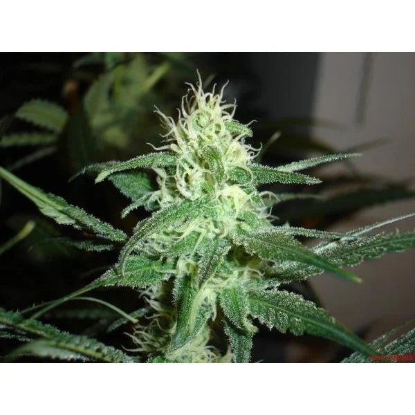 Prozack (Medical Seeds) Feminisiert