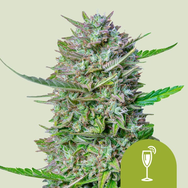 Auto Mimosa (Royal Queen Seeds) Feminisiert (Copy)