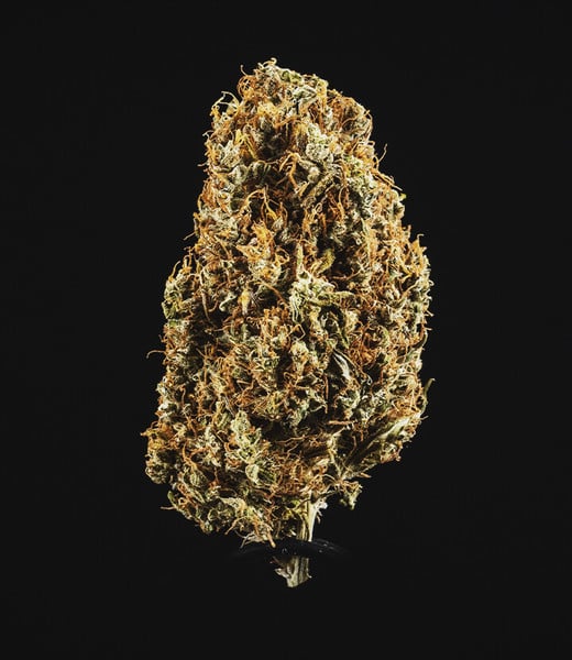 Auto North Thunderfuck (Royal Queen Seeds) Feminisiert