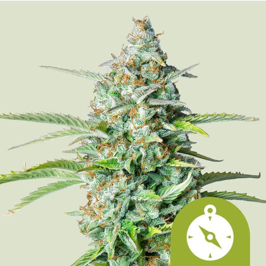 Auto Northern Light (Royal Queen Seeds) Feminisiert