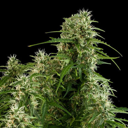 Auto Northern Light (Royal Queen Seeds) Feminisiert