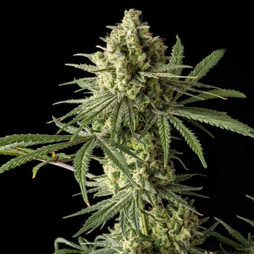 Blue Cheese (Big Buddha Seeds) Feminisiert