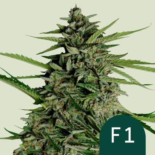 AUTO ORION F1 (ROYAL QUEEN SEEDS) FEMINISIERT