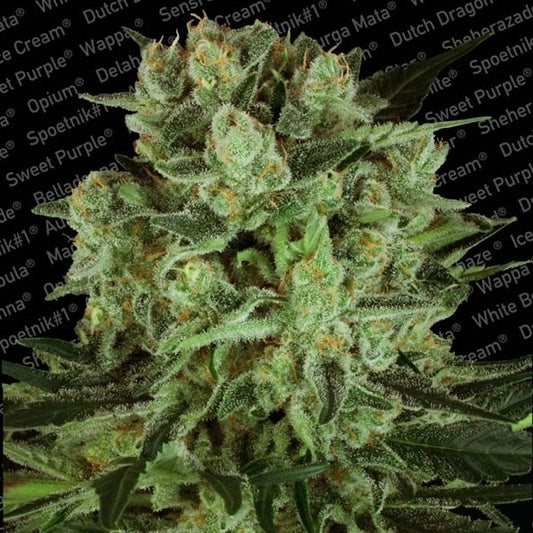 Durga Mata Ii Cbd (Paradise Seeds) Feminisiert