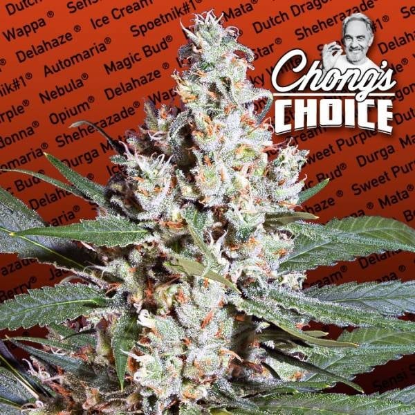 L.a. Amnesia (Paradise Seeds) Feminisiert