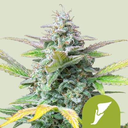 Auto Quick One (Royal Queen Seeds) Feminisiert