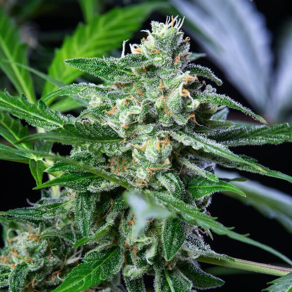 Auto Royal Ak (Royal Queen Seeds) Feminisiert