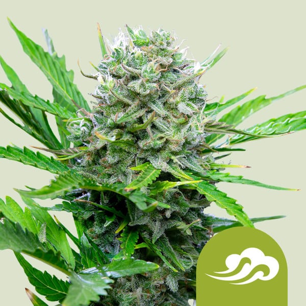 Auto Bluematic (Royal Queen Seeds) Feminisiert